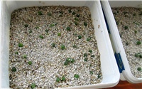 42e3047a-astrophytum hybrids.JPG